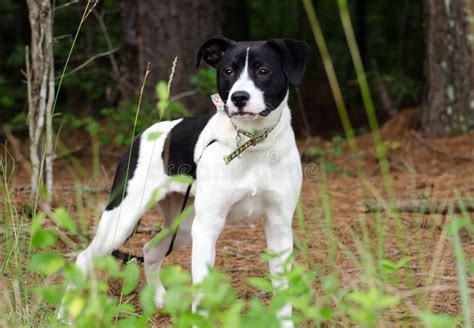 Black and White Terrier Mixed Breed Dog Stock Image - Image of bulldog, missing: 83820821