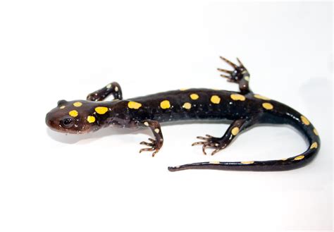 File:Spotted Salamander.jpg - Wikipedia