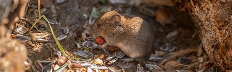 How to Get Rid of Voles | Updated for 2024