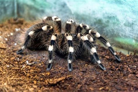 14 Most Fascinating Pet Tarantula Breeds You May Love To Care For