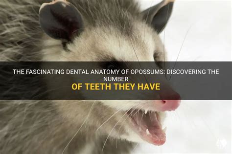 The Fascinating Dental Anatomy Of Opossums: Discovering The Number Of ...