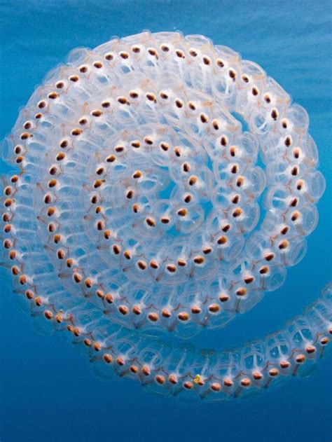 Meet the Salp: Ocean's Strangest Jelly-like Creature | Let's Talk Geography