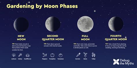 How does the Moon influence the plants in the garden? – lunar cycles - Complete Gardering