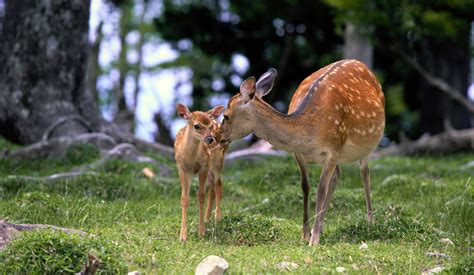 Baby And Mother Deer Wallpapers HD / Desktop and Mobile Backgrounds