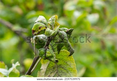 4,183 Apple Tree Damage Images, Stock Photos & Vectors | Shutterstock