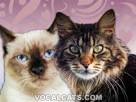 Maine Coon Siamese Mix: Complete Guide - Vocal Cats