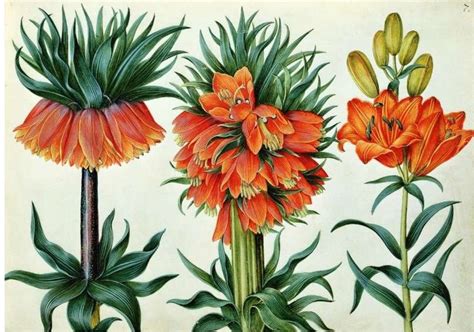 famous botanical artists - BOTANICAL ART & ARTISTS