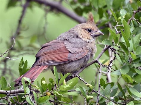 Northern Cardinal - NestWatch