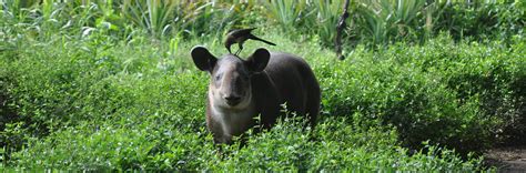 Baird’s Tapir | Tapir Specialist Group