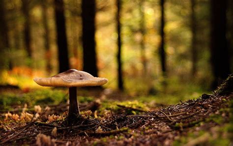 🔥 [40+] Mushroom Forest Wallpapers | WallpaperSafari