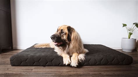 13 Big Dog Beds for Large (& Extra-Large) Breeds Reviewed