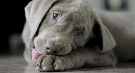 Silver Lab Puppy In A Tie By Jackie Warinner | stickhealthcare.co.uk