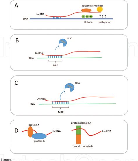 Figure 1 from The Role of Long Noncoding RNAs in Gene Expression ...