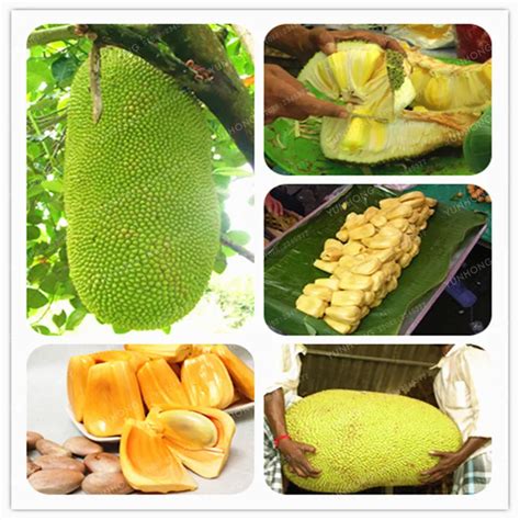 Fresh Jackfruit bonsai Fruit Trees Tropical Rare Giant Tree plant Rare ...