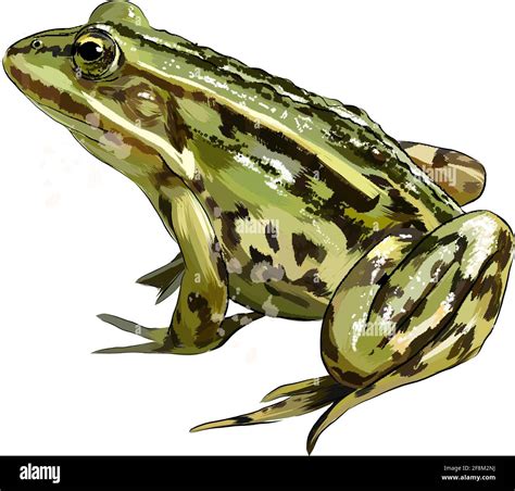 Green frog from a splash of watercolor, colored drawing, realistic ...