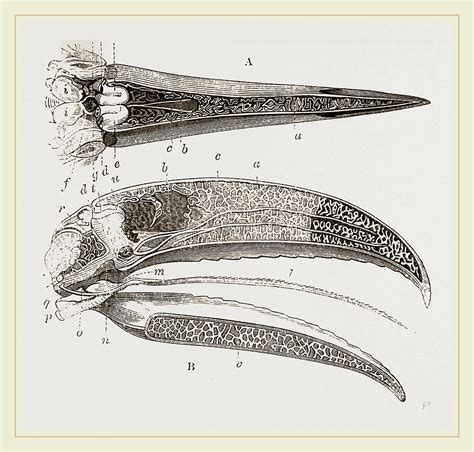 Internal Structure Of Beak And Head Toucan Drawing by Litz Collection - Pixels