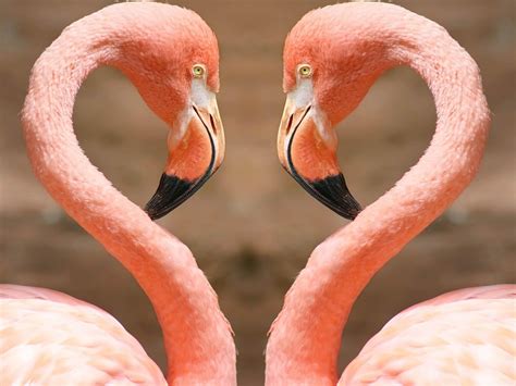 Pink Flamingos wallpaper | 1920x1440 | #13980