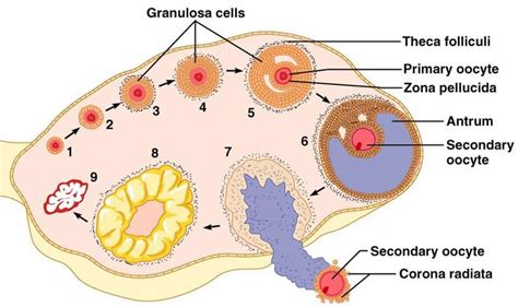 Explain the development of a secondary oocyte (ovum) in a human female ...