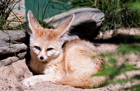 Fennec Fox Facts | Appearance, Habitat, Diet and More | Cool Kid Facts