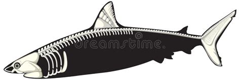 Anatomy of Shark with Skeleton Stock Vector - Illustration of learn ...