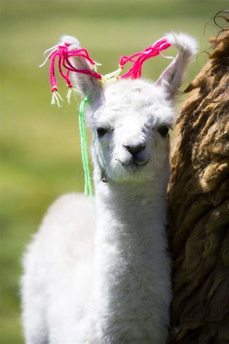 Baby Llama, Bolivia stock photo. Image of animal, tranquil - 13886098