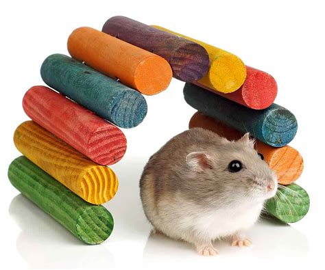 Homemade Chew Toys For Hamsters | Wow Blog