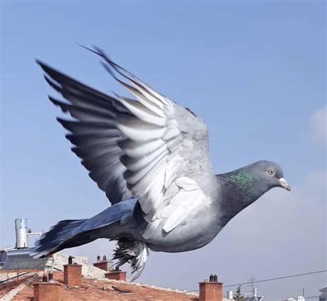 Mumtaztic pigeon loft pigeon genetics pigeon colors – Artofit