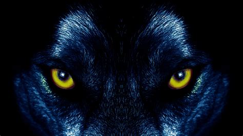 wallpaper wolf, eyes, predator, sight HD : Widescreen : High Definition : Fullscreen