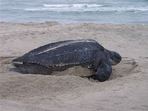 Let Us Help Save Our Planet!: Leatherback Sea Turtle - A Critically Endangered Species