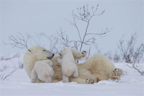 Polar bear Newborn Cubs 2 - Arctic Wildlife Photography, Polar Bear Images