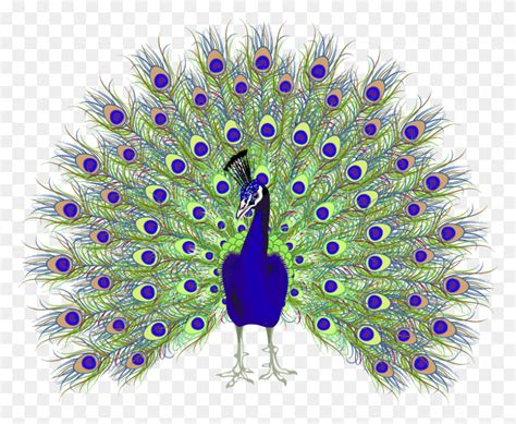 Peafowl Euclidean Vector Peacock Drawing With Open Feathers, Bird ...