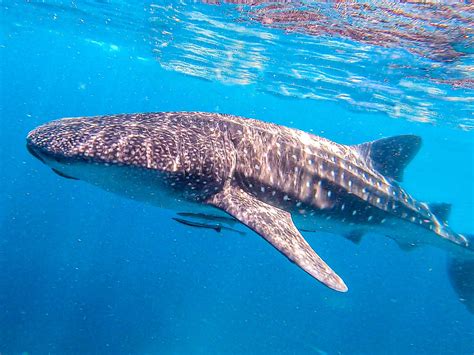 Oslob Whale Shark Watching Tour + Tumalog Falls