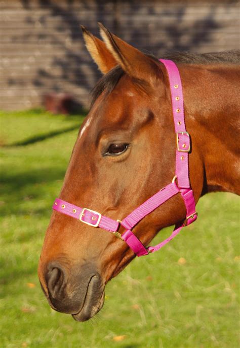 Safety breakaway halter