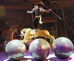 Circus captivity is beastly for wild animals | New Scientist