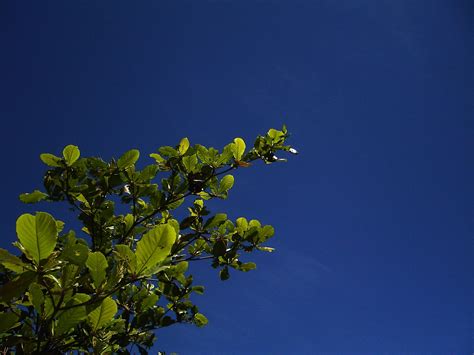 Free Images : tree, nature, branch, blossom, sky, sunlight, leaf ...