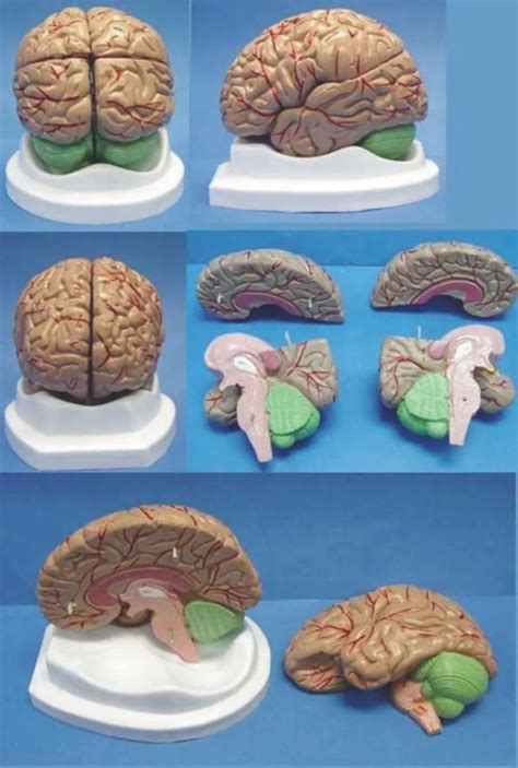 Brain anatomy Organ anatomical model Medical Human specimens free shipping-in Medical Science ...