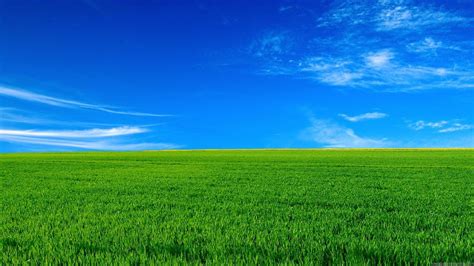 Green Grass Under Blue Sky HD Nature Wallpapers | HD Wallpapers | ID #45110