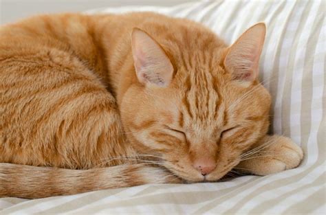 Beautiful orange tabby peacefully sleeping | Orange tabby cats, Pretty cats, Cats