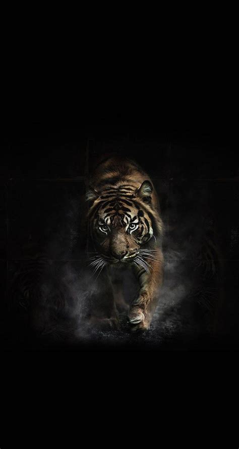 Dark Tiger Wallpapers - Top Free Dark Tiger Backgrounds - WallpaperAccess