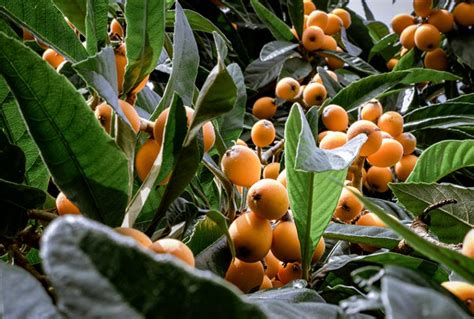 Loquat Tree Guide: How to Grow & Care for Loquat Trees