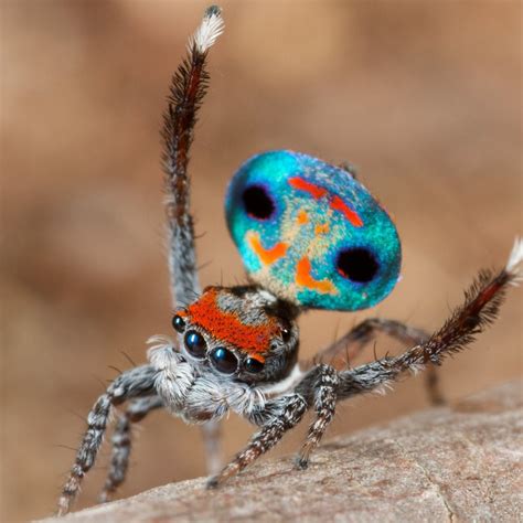 The Austrialian peacock spider goes viral | Magazine Articles | WWF