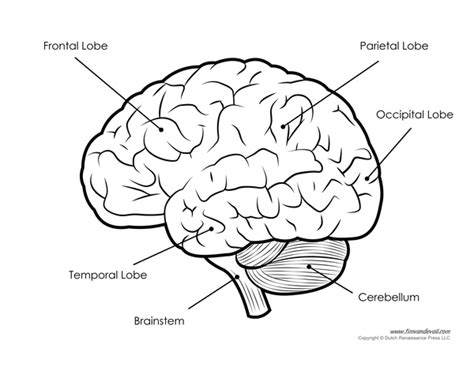 Human Brain Diagram – Labeled, Unlabled, and Blank – Tim's Printables