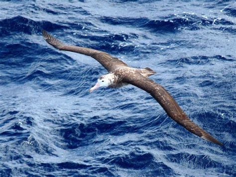 Tristan albatross - Alchetron, The Free Social Encyclopedia