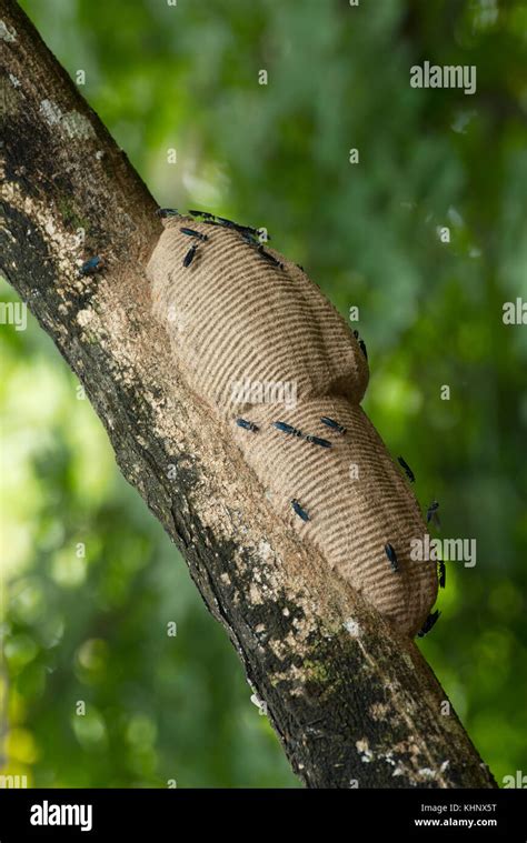 Wasp (Vespidae) nest, Ecuador Stock Photo - Alamy