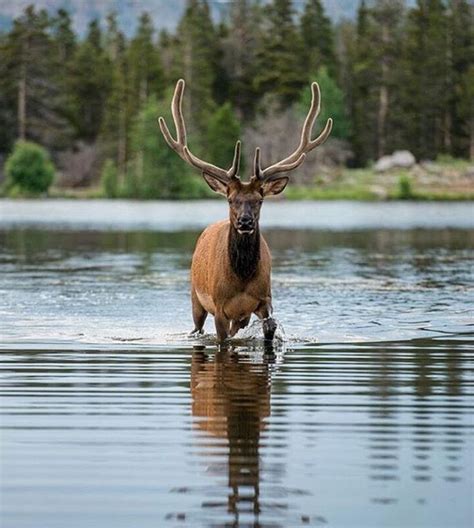 106 best Estes Park Wildlife images on Pinterest | Elk, Estes park colorado and National parks