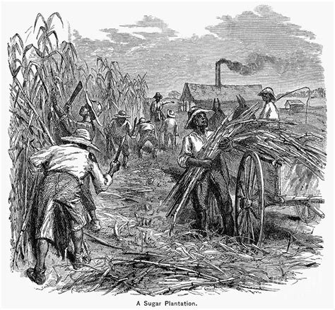 Slavery: Sugar Plantation Photograph by Granger