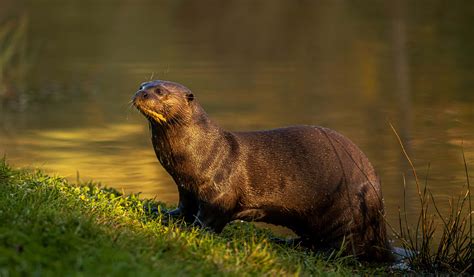 Giant Otter Experience | VIP Animal Experience | YWP