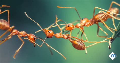 Everything You Need To Know About Types Of Ants