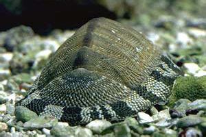 Chiton ~ Everything You Need to Know with Photos | Videos