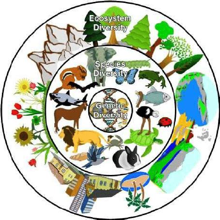 Types of diversity: Genetic (inner), Species (middle), and Ecosystem ...